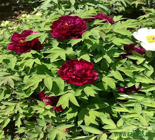 美女櫻什時間開花？ 美女櫻開花受哪些因素影響
