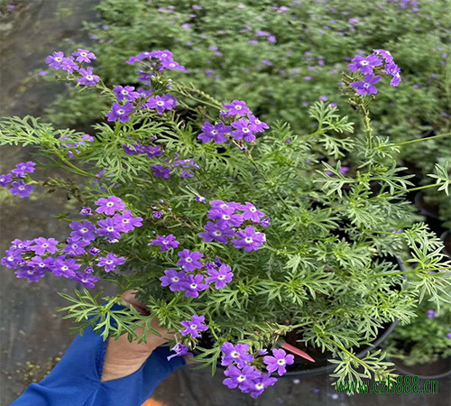 美女櫻什時間開花？ 美女櫻開花受哪些因素影響