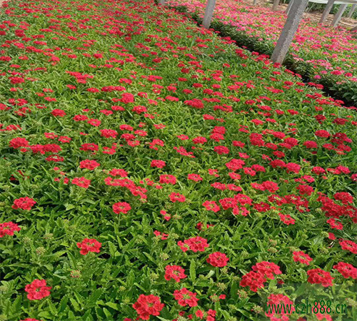 美女櫻什時間開花？ 美女櫻開花受哪些因素影響