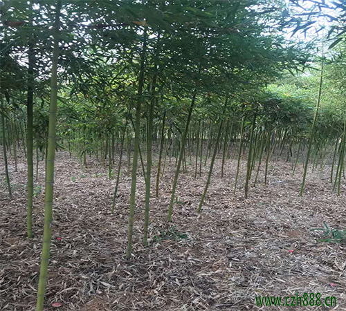 雷竹養(yǎng)植方法詳細介紹 雷竹養(yǎng)植要按時修剪