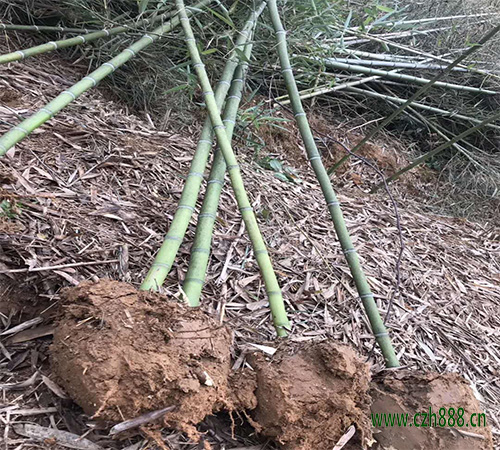 雷竹養(yǎng)植方法詳細介紹 雷竹養(yǎng)植要按時修剪