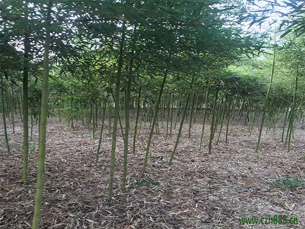 雷竹養(yǎng)植方法詳細介紹 雷竹養(yǎng)植要按時修剪