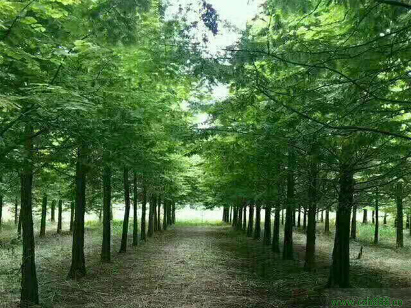 水杉樹種植和養(yǎng)護方法有哪些？