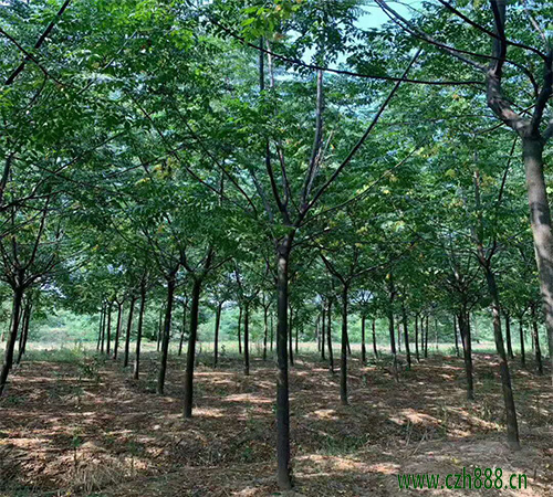 苦楝樹適合在家里種植嗎？一起來看看
