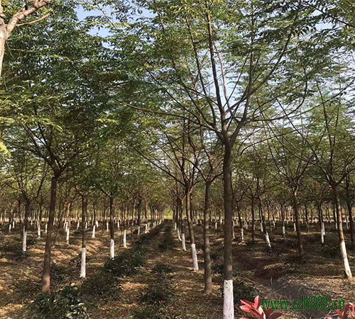 水杉木養(yǎng)殖方法介紹,水杉木對環(huán)境有哪些要求