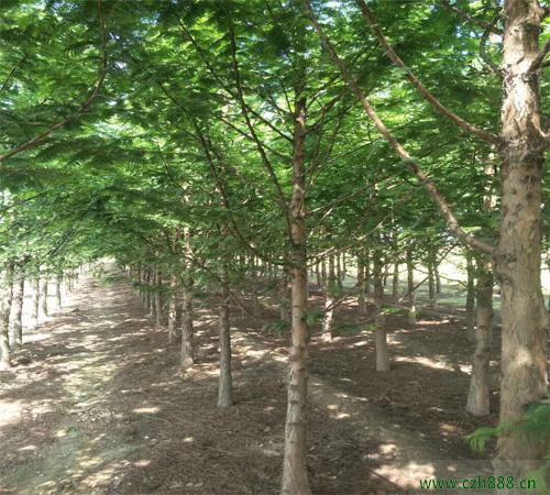 水杉樹如何種植成活率高？