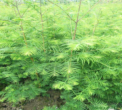 水杉樹生長速度介紹,一起來了解一下