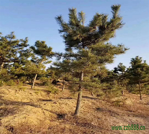 黑松要避免過度曬太陽 黑松要適度遮陽