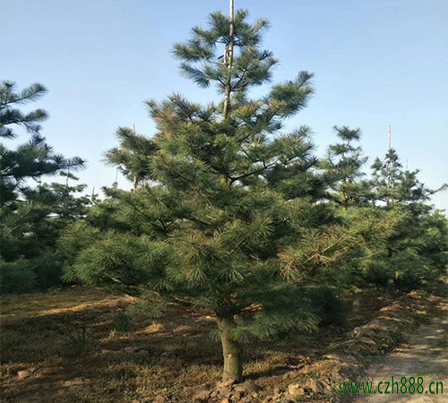 華山松的種植方法和注意事項(xiàng) 華山松的生長環(huán)境要求
