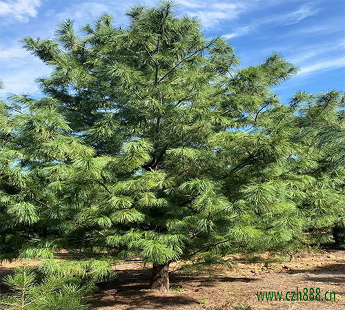 華山松的種植方法和注意事項(xiàng) 華山松的生長環(huán)境要求