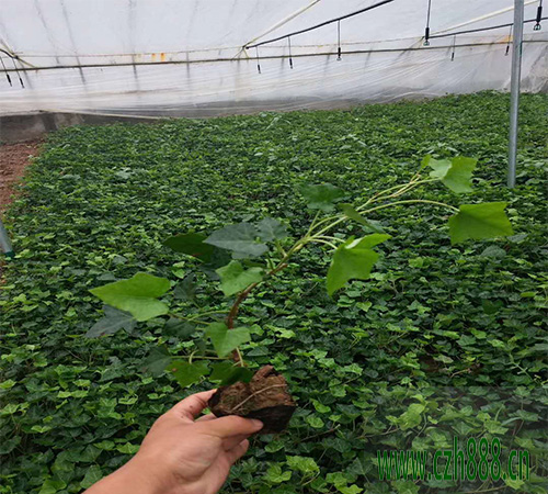 常青藤什么時候開花？ 常青藤開花和溫度有什么關(guān)系？