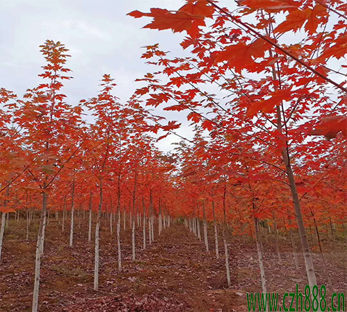 美國紅楓如何培育？ 美國紅楓的培育技術(shù)