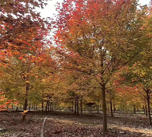 美國紅楓如何培育？ 美國紅楓的培育技術(shù)