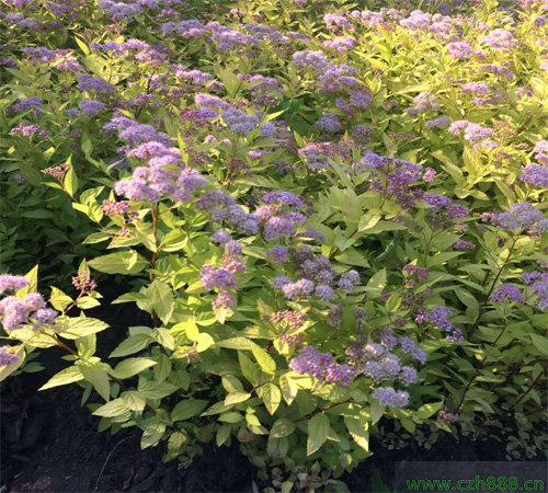 金焰繡線菊什么時(shí)間開花？ 金焰繡線菊的開花溫度