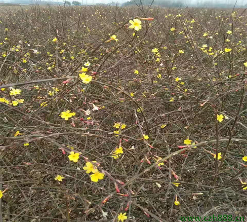 迎春花養(yǎng)植方法 迎春花養(yǎng)植的注意事項(xiàng)