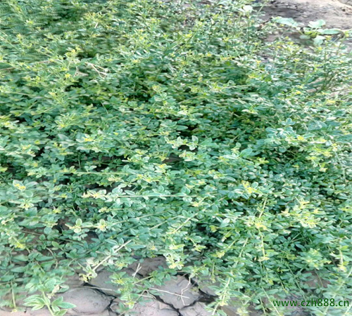 迎春花養(yǎng)植方法 迎春花養(yǎng)植的注意事項(xiàng)