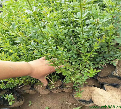 迎春花養(yǎng)植方法 迎春花養(yǎng)植的注意事項(xiàng)
