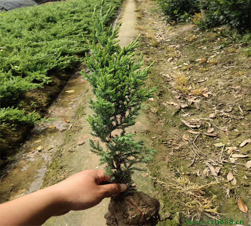 鋪地柏如何培育？ 鋪地柏的培育留心事項(xiàng)