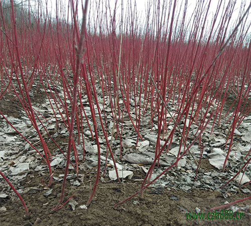 紅瑞木的種植和養(yǎng)護(hù) 紅瑞木要注意病蟲防治