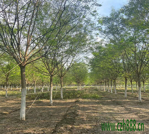 國槐移栽后的養(yǎng)護(hù) 國槐的養(yǎng)護(hù)方法