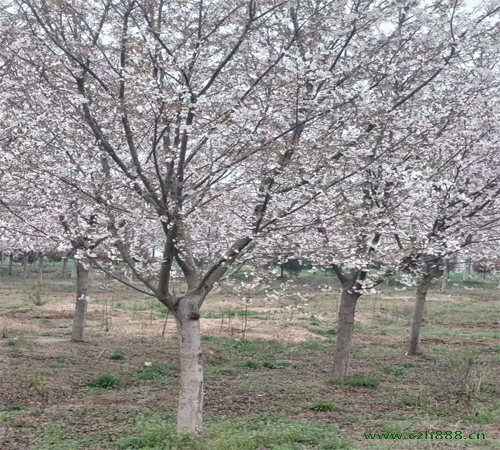 櫻花如何養(yǎng)植管理 櫻花的栽培管理