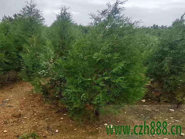 側(cè)柏的繁殖方法有哪些？ 側(cè)柏育苗多久出圃？
