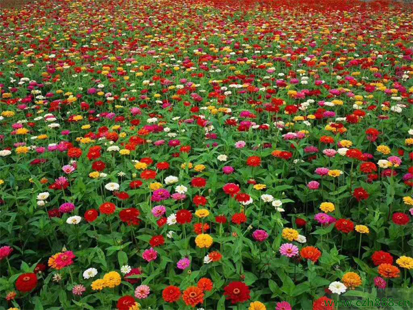 百日草好不好養(yǎng)護?一起來看看