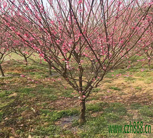 紅梅如何養(yǎng)植？ 紅梅養(yǎng)植的注意事項