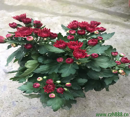 荷蘭菊什么時(shí)間種植好？ 荷蘭菊種植的留意事項(xiàng)