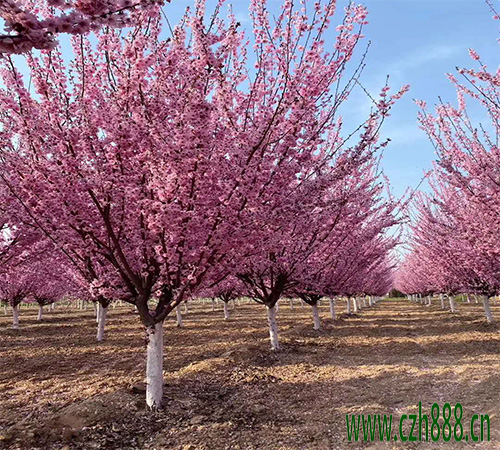 美人梅什么時(shí)間開(kāi)花？ 美人梅的維護(hù)