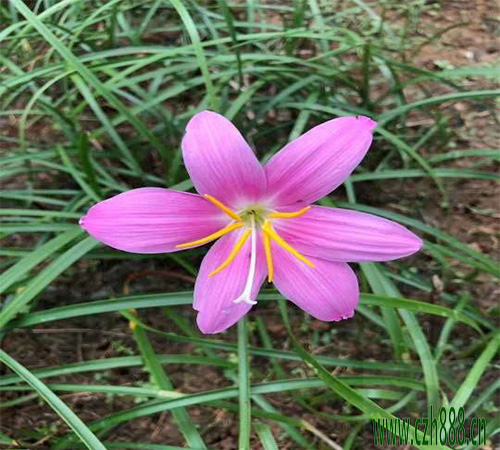 蔥蘭是蘭花嗎？ 蔥蘭和蘭花的區(qū)別