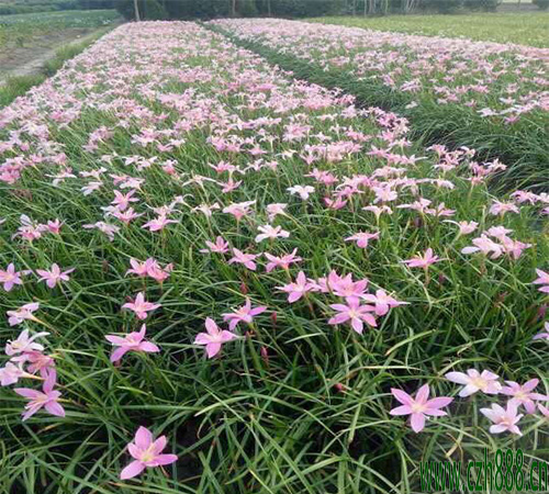 蔥蘭是蘭花嗎？ 蔥蘭和蘭花的區(qū)別