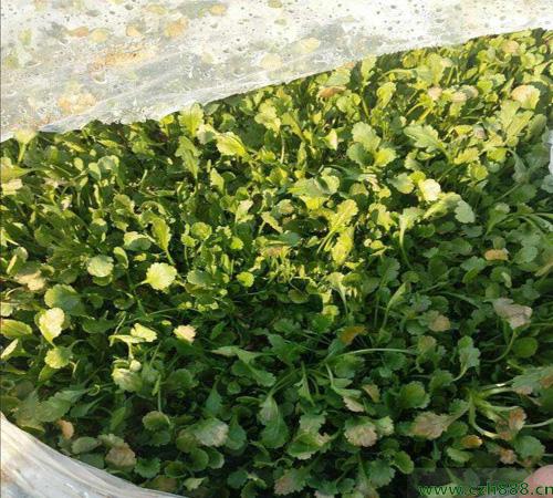 白晶菊的培育方法 白晶菊喜歡充足的陽(yáng)光