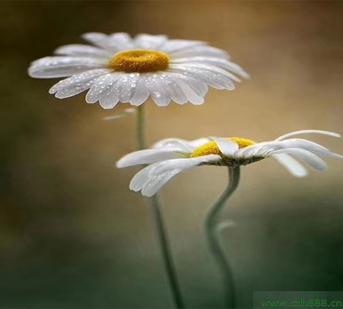 白晶菊的培育方法 白晶菊喜歡充足的陽(yáng)光