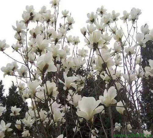 白玉蘭的養(yǎng)護(hù)方法詳細(xì)介紹 白玉蘭要及時(shí)修剪