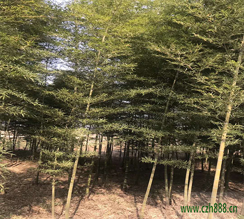 毛竹的修剪技巧 毛竹修剪后的護(hù)理措施