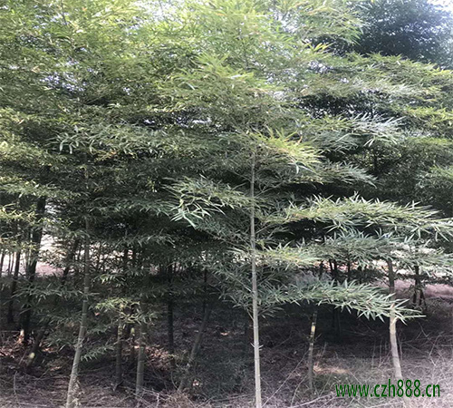 毛竹的修剪技巧 毛竹修剪后的護(hù)理措施