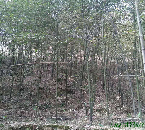 毛竹的修剪技巧 毛竹修剪后的護(hù)理措施