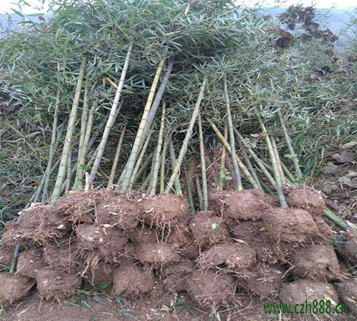 雷竹早衰如何預(yù)防？ 雷竹早衰防治方法