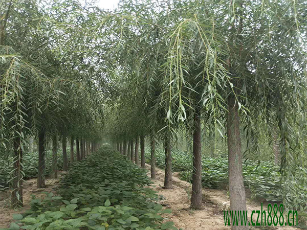 柳樹(shù)葉斑病的的防治 柳樹(shù)的病害防治