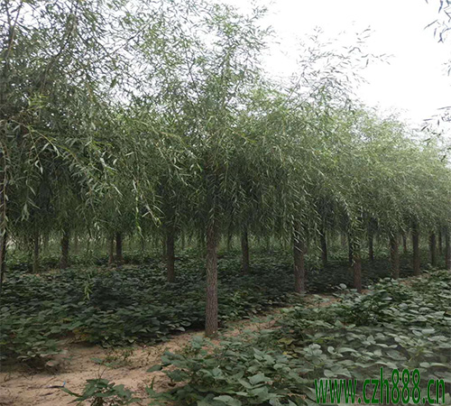 柳樹(shù)葉斑病的的防治 柳樹(shù)的病害防治