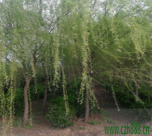 柳樹(shù)葉斑病的的防治 柳樹(shù)的病害防治