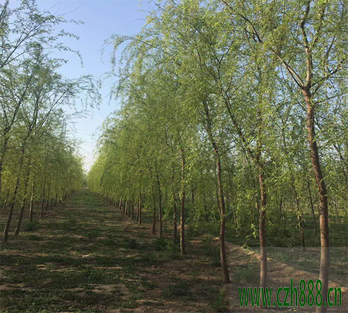 柳樹(shù)葉斑病的的防治 柳樹(shù)的病害防治