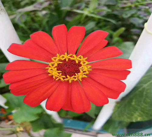 百日草生長(zhǎng)對(duì)日照有哪些要求？