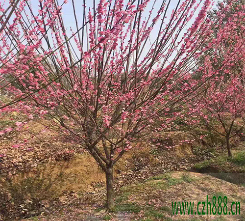 2024紅梅養(yǎng)殖方法介紹，紅梅養(yǎng)殖特點(diǎn)