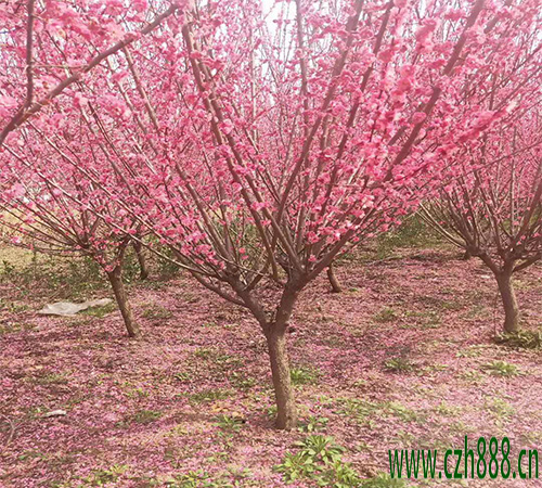 櫻花養(yǎng)護(hù)方法有哪些？要注意哪些細(xì)節(jié)