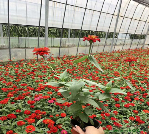 百日草種子一般什么時(shí)候種植比較好？