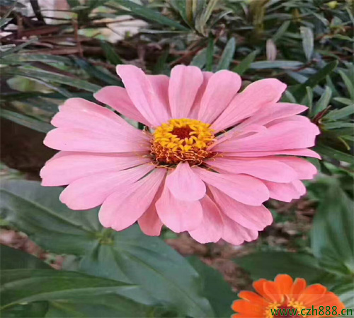 百日草一般什么時(shí)候種植比較好？