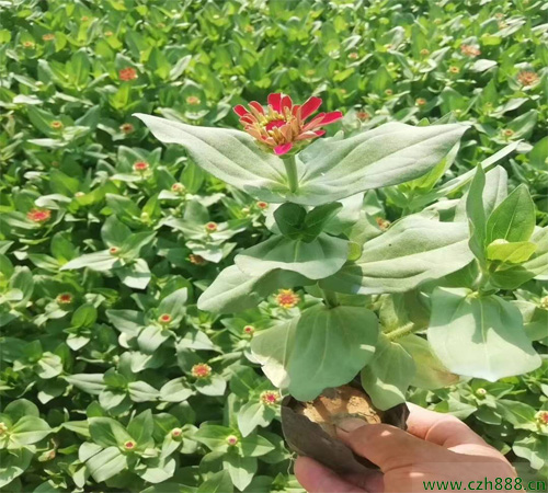 百日草幾月份種植比較好？