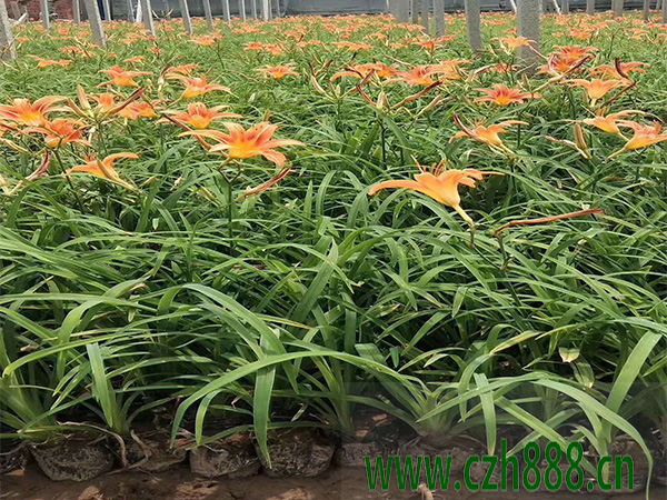 大花萱草的種植方法介紹 大花萱草要適當澆水